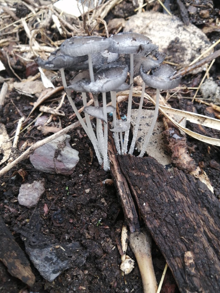 cgrodriguezh's tweet photo. @Fungi_Cosas
Bom dia.
Salieron en mi composta. https://t.co/EGDZraKbcb
