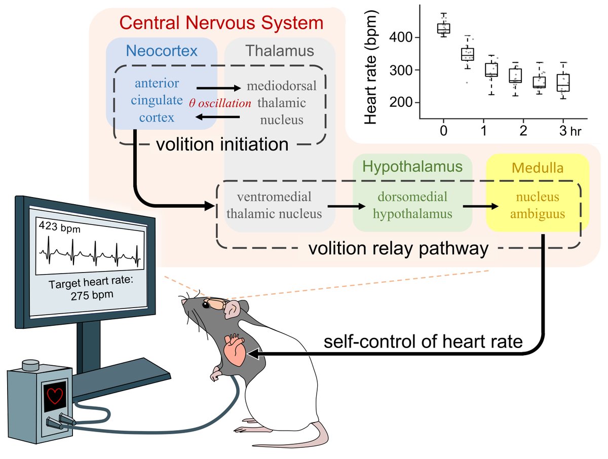 ScienceMagazine's tweet photo. While heart rate is predominantly controlled by the autonomic nervous system, it can be intentionally altered through training.

A new Science study in rats that learned to reduce their heart rate provides insights into how this works. https://t.co/KnXafCFfxY https://t.co/od4rnDSsbG