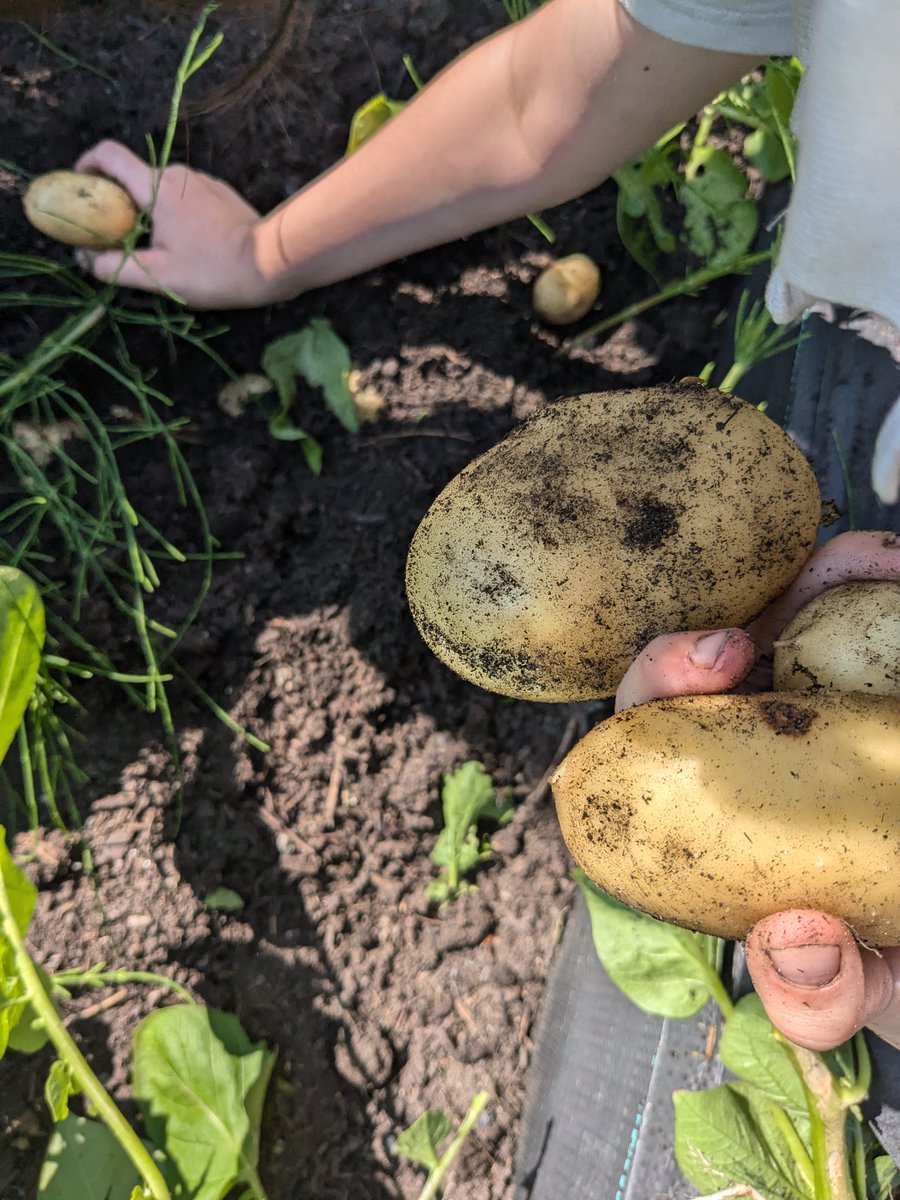 KingswayCT's tweet photo. At Green End we have had a great day today, every class has been harvesting their potatoes that they have been growing in our own allotments. We have done so well and have grown about 100KG! We have so many that we are going to sell them at the summer fair on Friday. https://t.co/QLoZp0BdEL