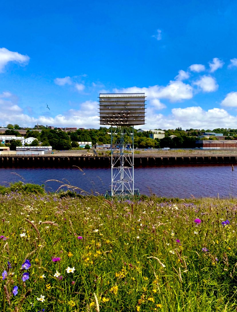 Kittiwake chicks on the Gateshead Saltmeadows tower. Adult “ANR” also has a Geolocator that we hope to retrieve so we can learn more about where Tyne Kittiwakes winter. Grateful to Gateshead Council for help and @NENature_  Dickinson Memorial fund for grant assistance.