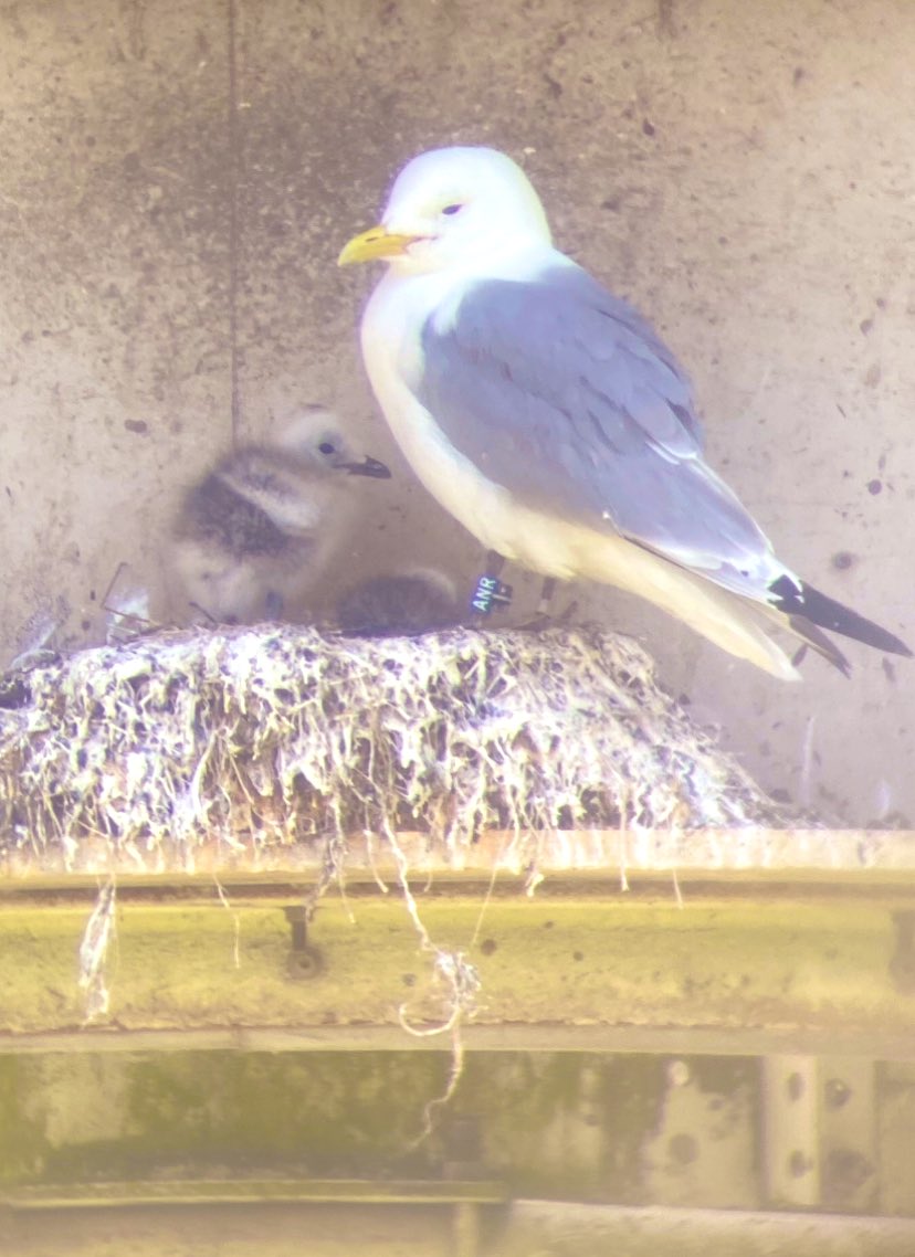 andyrick_birds's tweet photo. Kittiwake chicks on the Gateshead Saltmeadows tower. Adult “ANR” also has a Geolocator that we hope to retrieve so we can learn more about where Tyne Kittiwakes winter. Grateful to Gateshead Council for help and @NENature_  Dickinson Memorial fund for grant assistance. https://t.co/a5N6eAPjnF