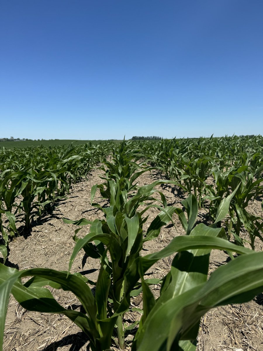 Had a couple warm days and the corn really grew. Hopefully we get a lot more warm weather soon.