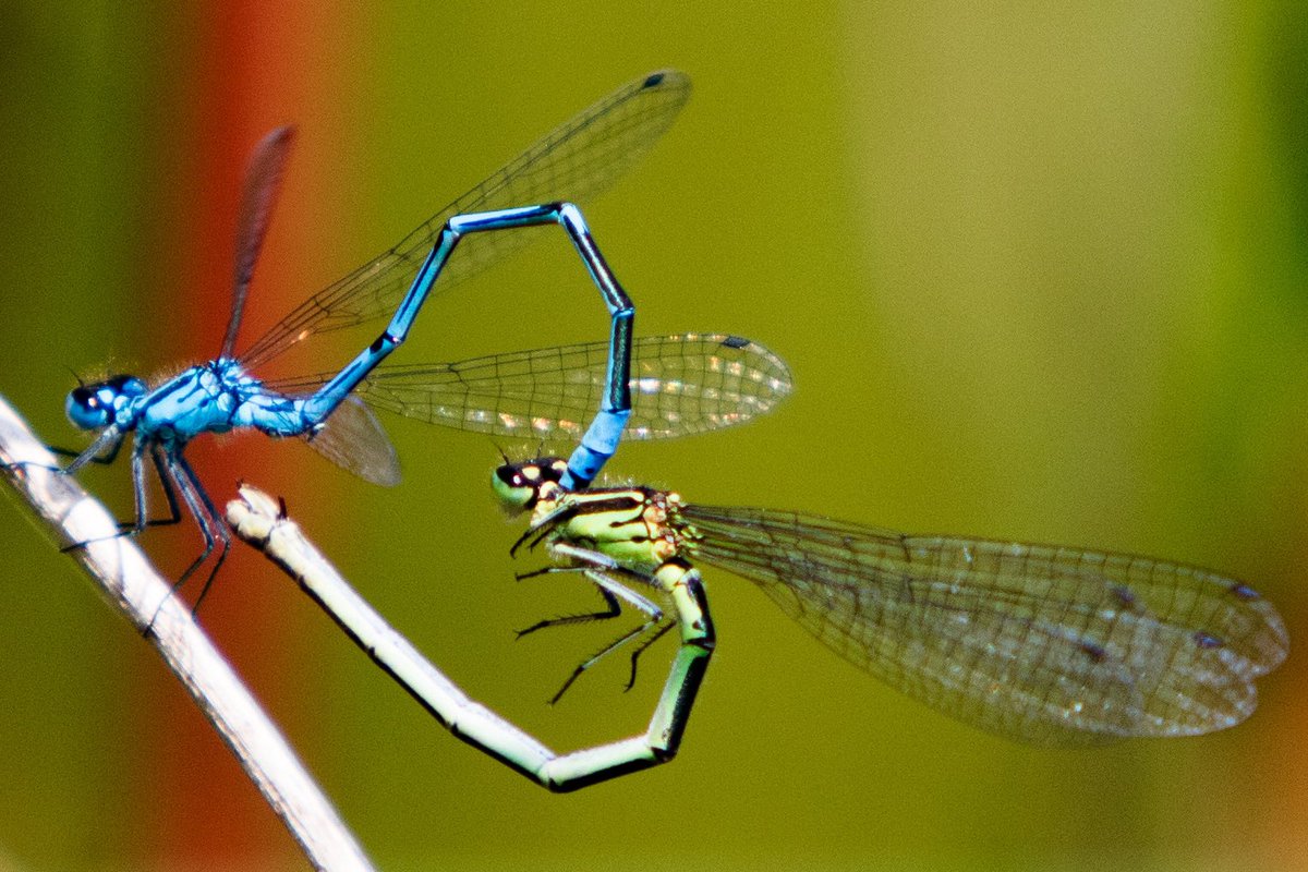 Todays the day I found out damselfly’s make a heart shape when they mate 💙💚 
Another 4.55km added ✅
51.8km walked so far for #Crohns #Colitis 
£425 raised in total so far 
#NaturePhotgraphy #canon #walking #photoart #mywalkit #damselfly