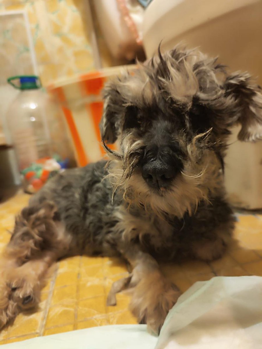 VIBRAmascotas's tweet image. A estos dos amiguitos se les rescató juntos, a la perrita (gris) la atropellaron y el otro perrito se quedó con ella cuidándola.  La nena está mucho mejor, el la sigue cuidando.  
Ojalá alguien se anime a adoptarlos juntos. 😔🙏🏽🥺
Son muy unidos. 
#rt #adoptaNoCompres…