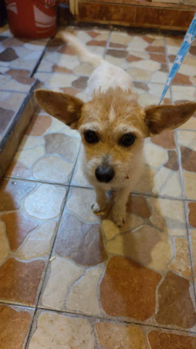 VIBRAmascotas's tweet image. A estos dos amiguitos se les rescató juntos, a la perrita (gris) la atropellaron y el otro perrito se quedó con ella cuidándola.  La nena está mucho mejor, el la sigue cuidando.  
Ojalá alguien se anime a adoptarlos juntos. 😔🙏🏽🥺
Son muy unidos. 
#rt #adoptaNoCompres…