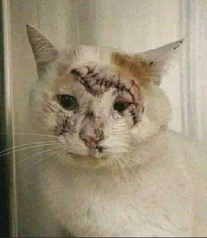 animal__passion's tweet photo. Notre chat Nilo est gravement blessé 😔 Il a  besoin de vos prières 😔🙏 Svp Laissez lui des prières et du soutien ici 🙏🤍 https://t.co/6IMbQECxv3