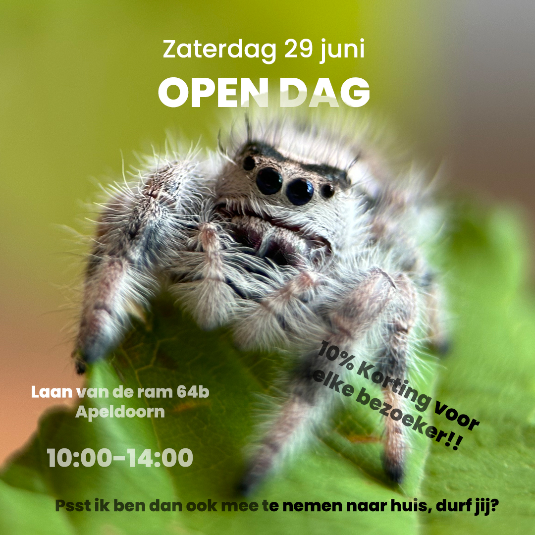 Zaterdag 29 juni OPEN DAG bij Mierenboerderij *van 10:00-14:00*

*SPECIALE ACTIE* Voor elke bezoeker 10% korting!

#opendag #mieren #mierenboerderij #actie #jumpingspider