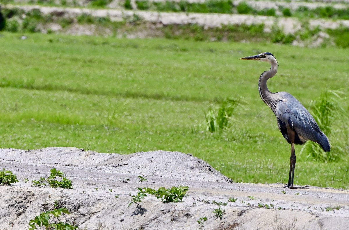 nj_pinelands's tweet photo. Here's a great blue heron peering at cranberry bogs at #WhitesbogVillage in the #NewJersey #Pinelands. Always fun to see these beauties. Have a wonderful #WadingBirdWednesday!
📷: Paul Leakan, Pinelands Commission Communications Officer
#bitds #bird https://t.co/5HaCe1St4s