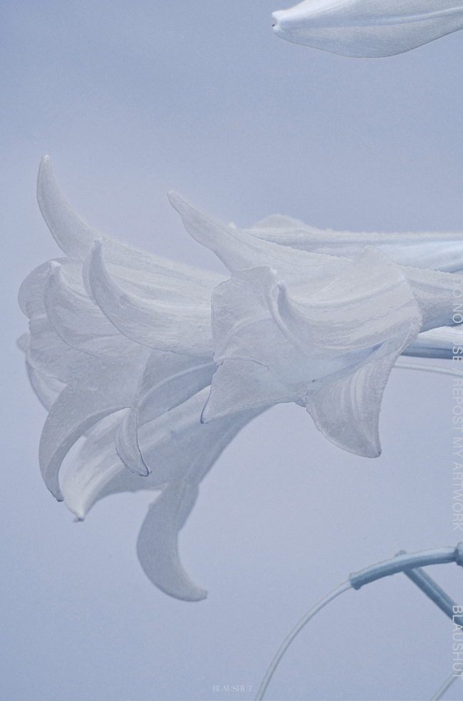 바다만큼은 아니지만 꾸준히 사랑 받는 꽃 사진