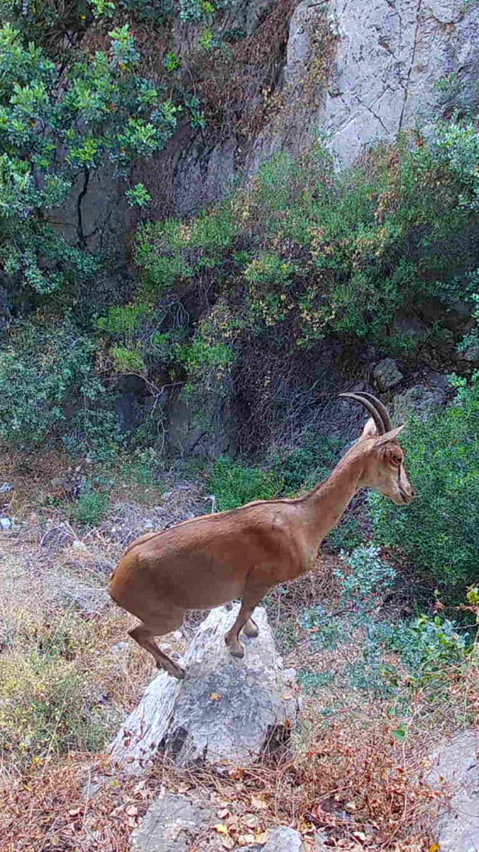 akadirpolat1's tweet photo. Bu dağlarda bağımsız ve özgür 🦌
@milliparklar https://t.co/7kGrAJ5OgX