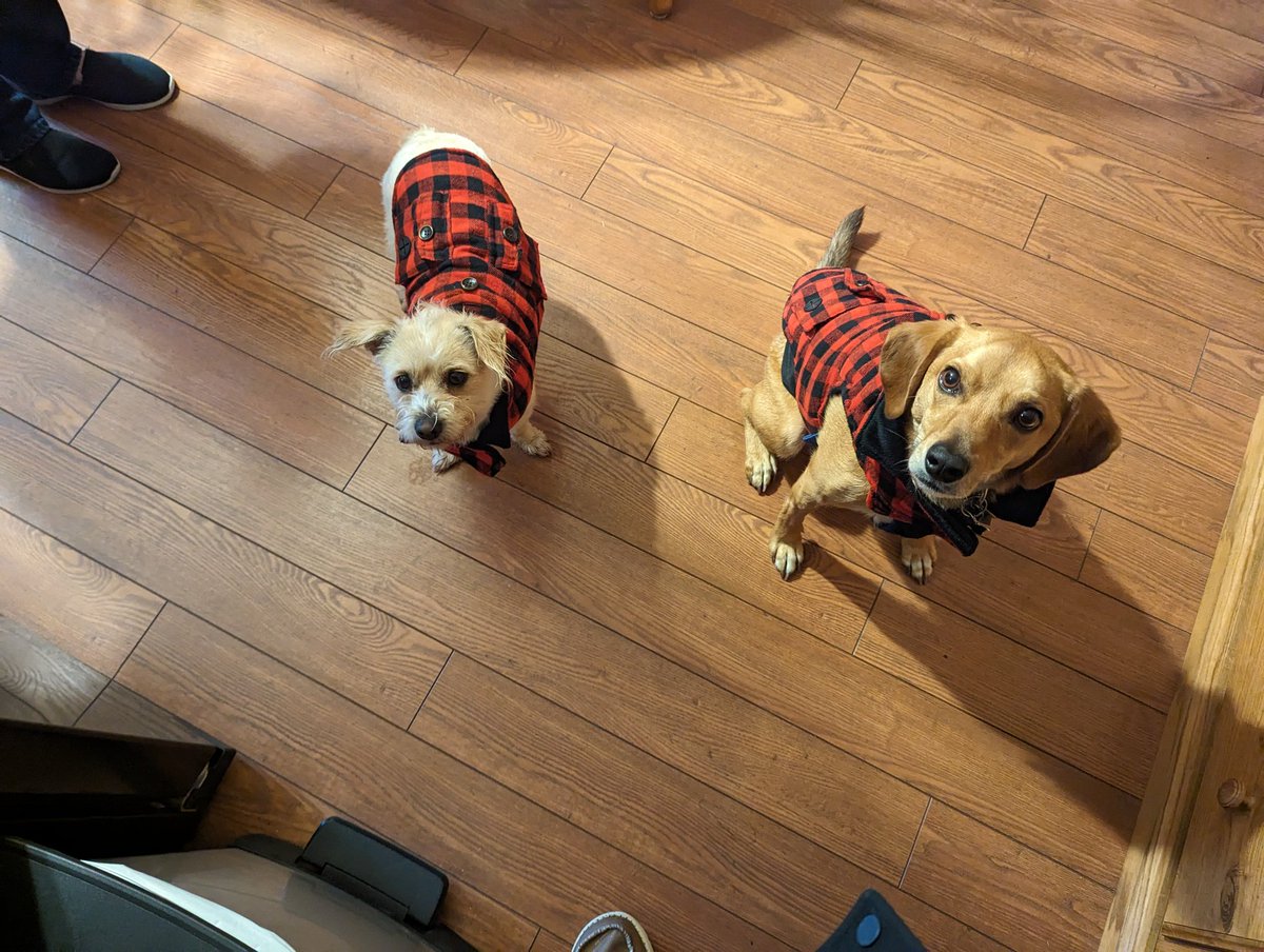 AEComicsAlex's tweet photo. @Steph_Smash And he has a little brother, StanLee! https://t.co/9YNudS92PP