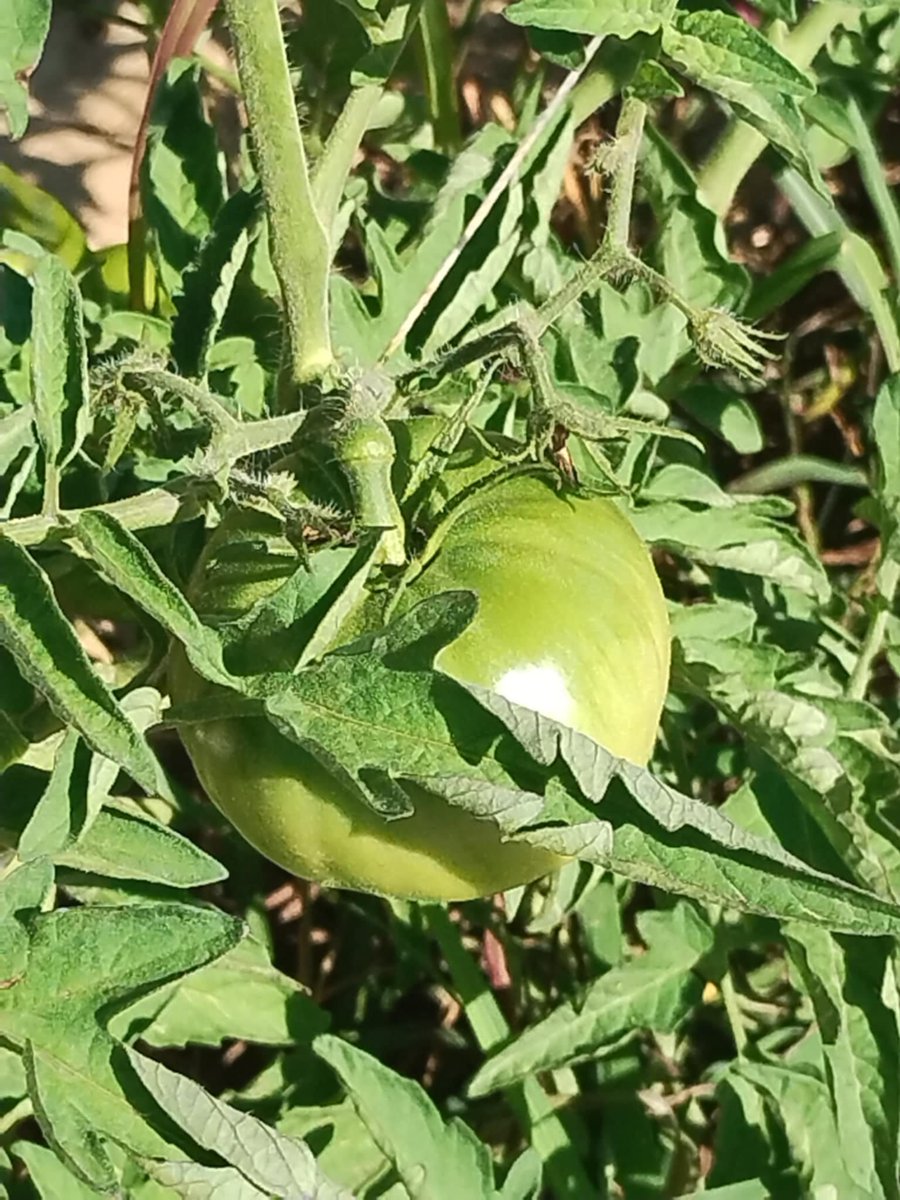 College, Career and Technical Education (CCTE) tweet media