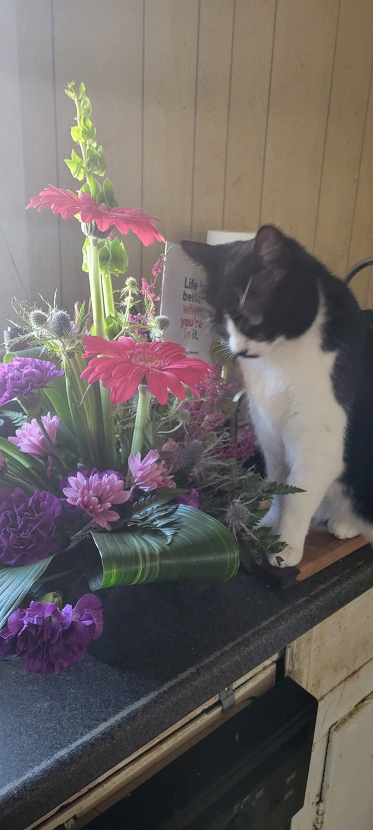 20Fathoms's tweet photo. @NoCatsNoLife_m Calliope https://t.co/FtyOqCuoZa