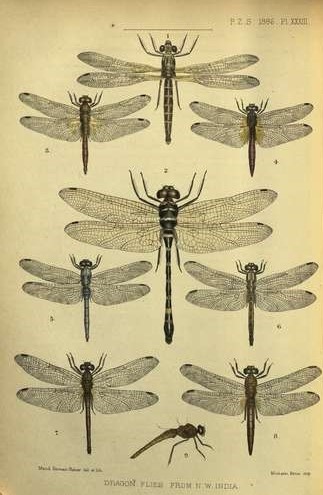 ZSLLibrary's tweet photo. It is #Insectweek2024 so as we celebrate #littlethingsthatruntheworld we are taking the opportunity to highlight one of our blogs -  about Maud Horman-Fisher, an #artist who illustrated papers in our Proceedings, now @JZoology https://t.co/RIJGnQzllY #womensart #sciart https://t.co/hgIiw7P5xn