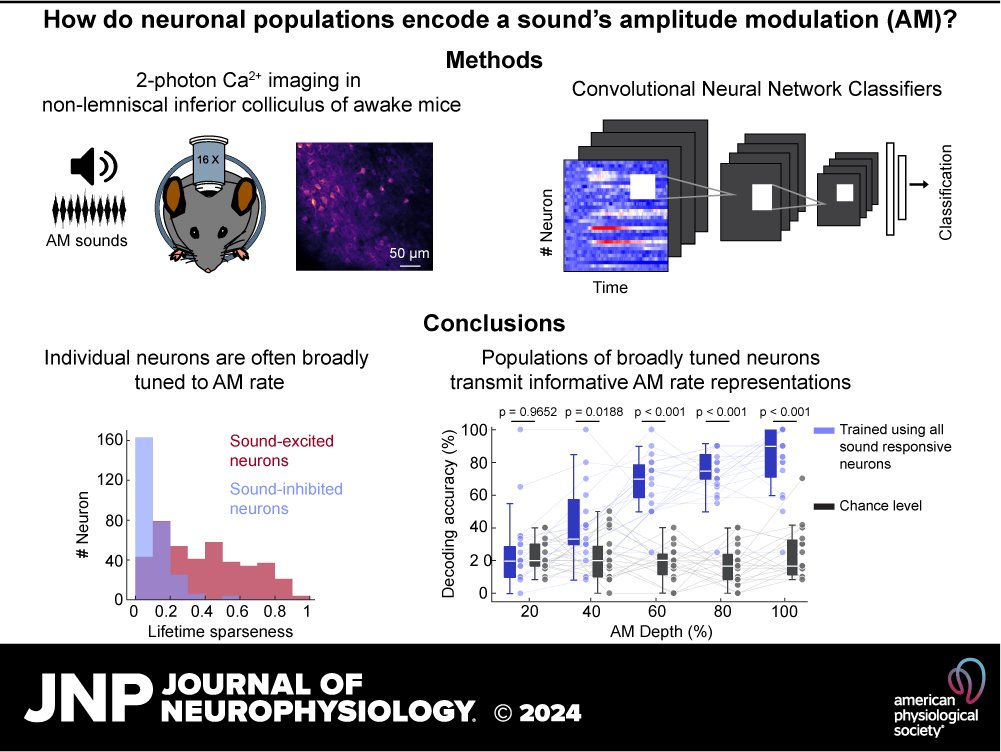 JNeurophysiol's tweet photo. 🔓Available to Read! "Population coding of time-varying sounds in the nonlemniscal #InferiorColliculus" by Kaiwen Shi et al.
https://t.co/CYRfx4MuHx
#AuditorySystem #CalciumImaging #AmplitudeModulation https://t.co/wPMYmFYZtf