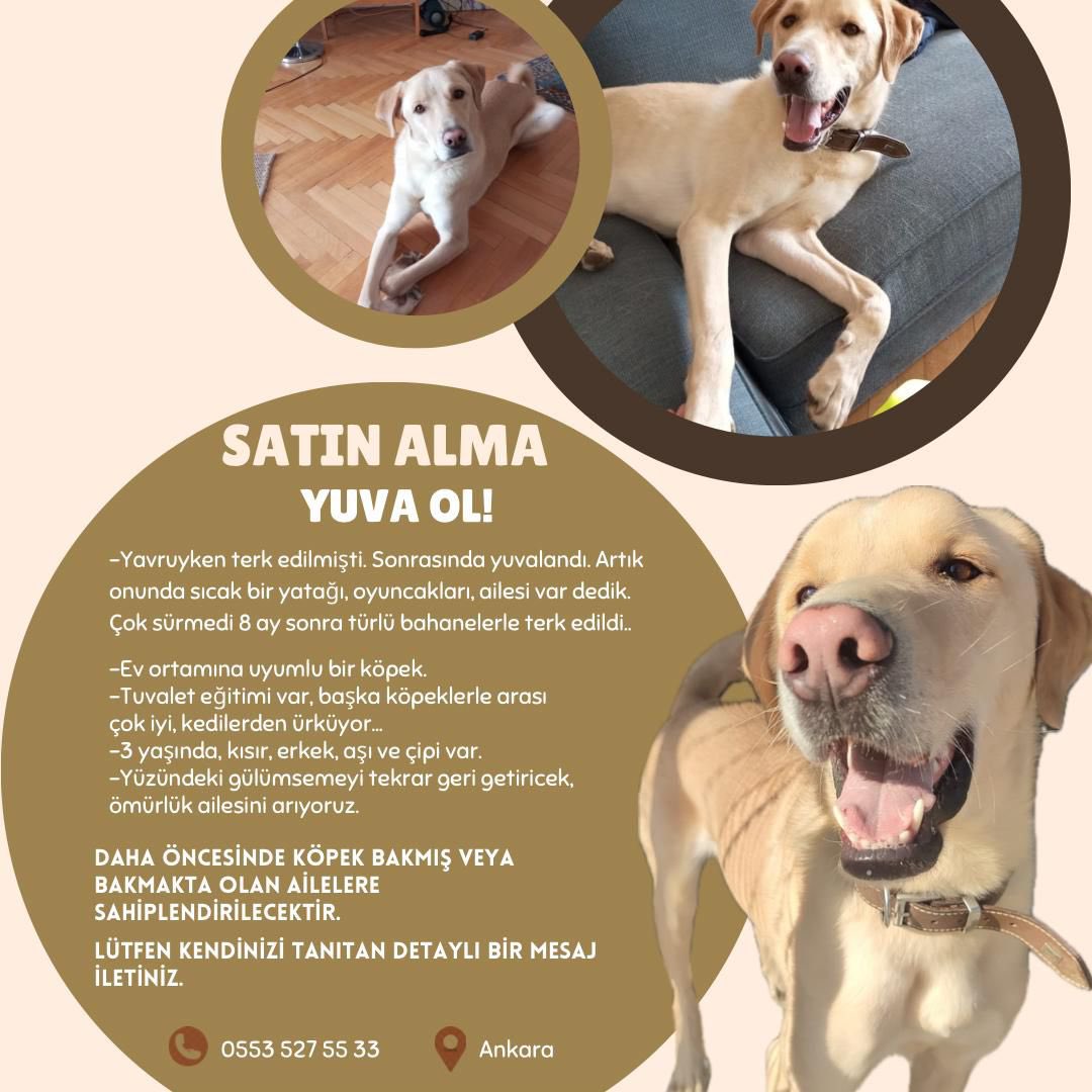Bu arada böyle bir yakışıklı da yuva arıyor, böyle tatlı bir tipi kaçırmak istemezsiniz bence 🫠