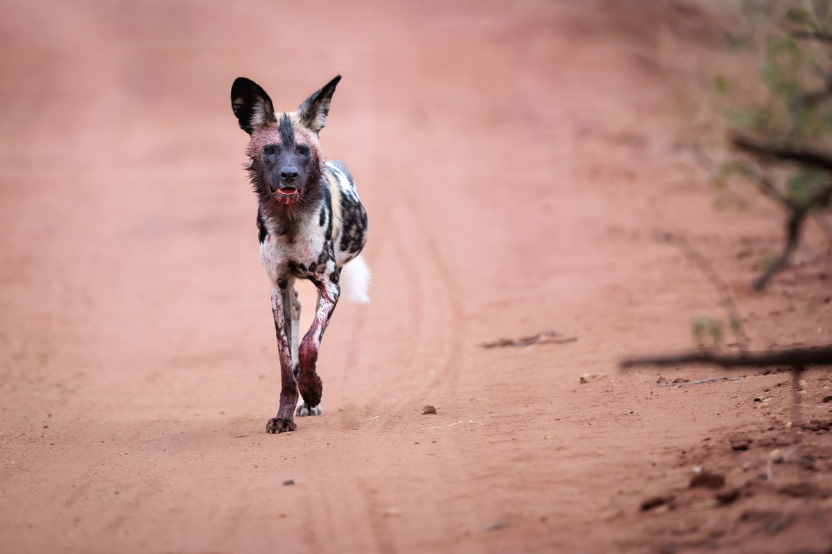 Harry Martin Photography tweet media