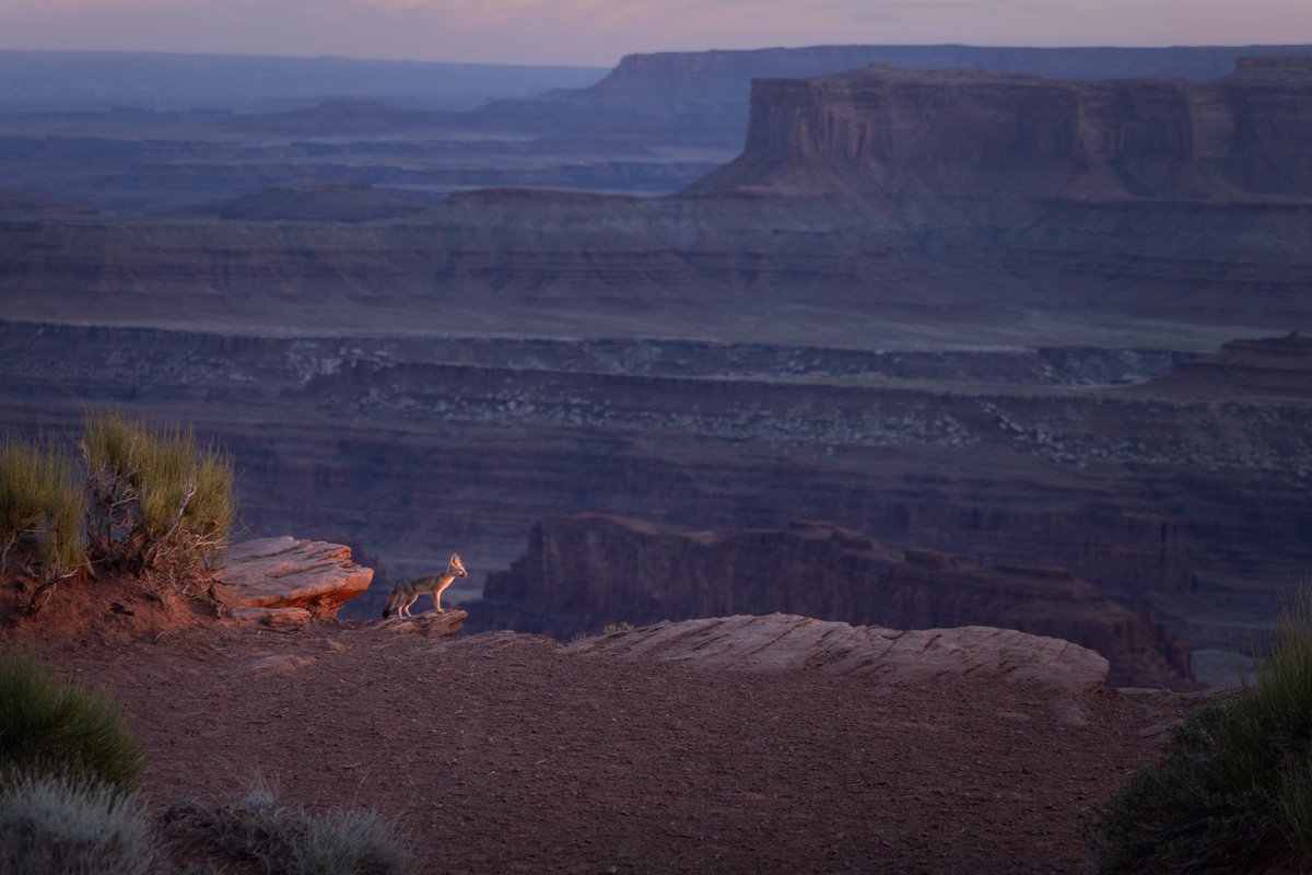 A baby coyote looks into the sunset at Dead Horse Point, Utah. This was too cute to pass up. Hope you like it.
