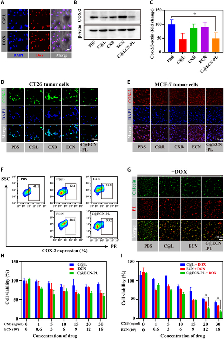 BioDesignR's tweet photo. Encapsulating celecoxib in ECN improves antitumor effects and immunotherapy efficacy by targeting COX-2 expression. #CancerTherapy #SynergisticEffect
Details:https://t.co/21qH3I6WCd https://t.co/wmcEcBaXQa