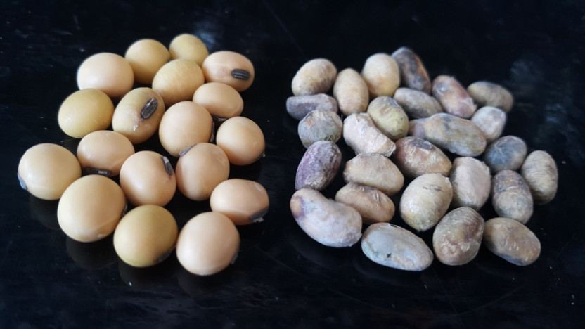 #SoySnippets: Diaporthe pathogens can infect any part of a soybean. <a href="/febina_m/">Febina Mathew</a> and others are studying how to improve management, with NCSRP and <a href="/UnitedSoy/">United Soybean Board</a> support. #SoyResearch bit.ly/44LaSpR