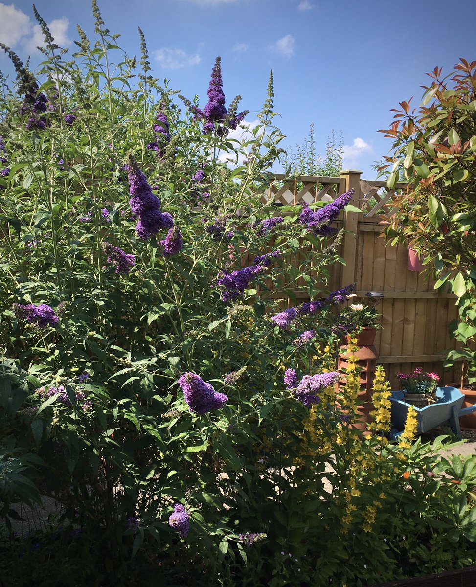 My Buddleia is flowering and not a single butterfly on it. Where are they? After all it is a butterfly bush 🤷🏻‍♀️
#Butterflies #GardeningTwitter #Gardeners