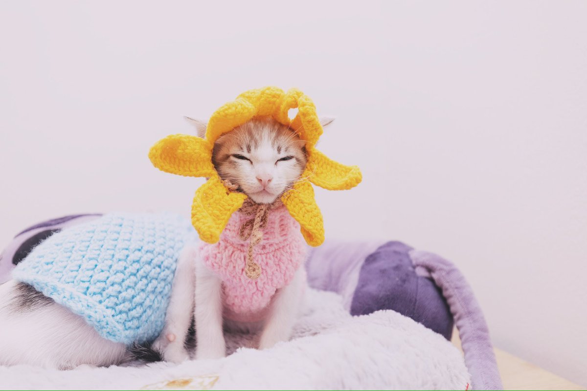 Adoptamiu tweet media