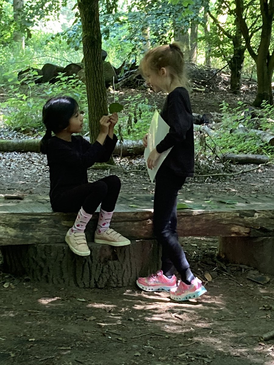 PipersForestSch's tweet image. Year 2 @PipersPrePrep became leaf detectives and found out so many different types of trees live in our forest #uktrees 🌳 #pipersgrounds #summer