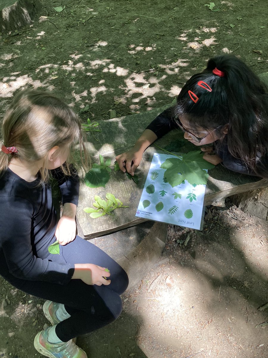 PipersForestSch's tweet image. Year 2 @PipersPrePrep became leaf detectives and found out so many different types of trees live in our forest #uktrees 🌳 #pipersgrounds #summer