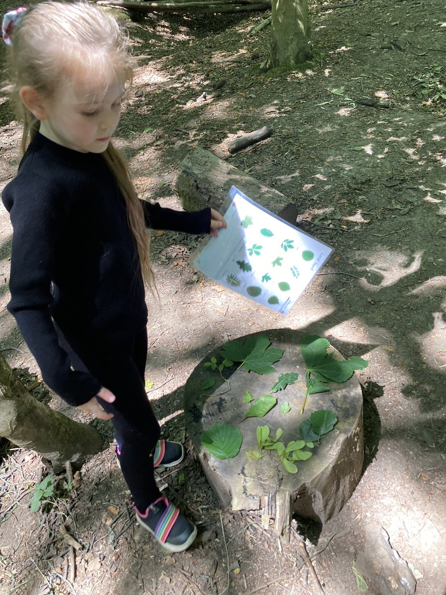 PipersForestSch's tweet image. Year 2 @PipersPrePrep became leaf detectives and found out so many different types of trees live in our forest #uktrees 🌳 #pipersgrounds #summer