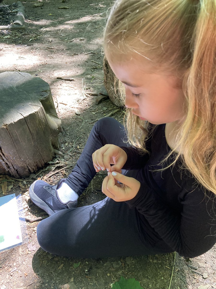 PipersForestSch's tweet image. Year 2 @PipersPrePrep became leaf detectives and found out so many different types of trees live in our forest #uktrees 🌳 #pipersgrounds #summer
