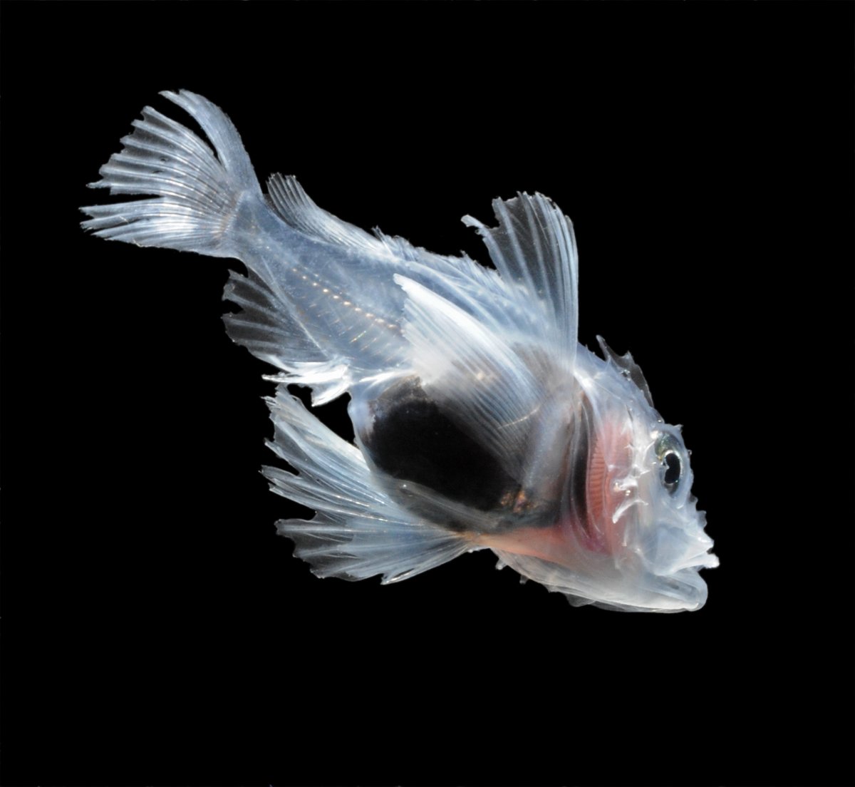 This is the larva of a scorpionfish from the deep Pacific off the coast of San Diego. While the larvae of marine invertebrates are strikingly different in shape and feeding habits from the adult forms, the larvae of fish still look mostly like fish, though often transparent.
