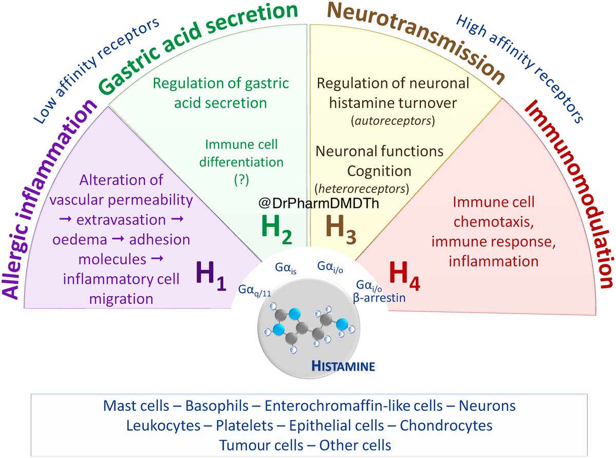 DrPharmDMDTh's tweet photo. Types of histamine receptors https://t.co/2kLppPlNf9