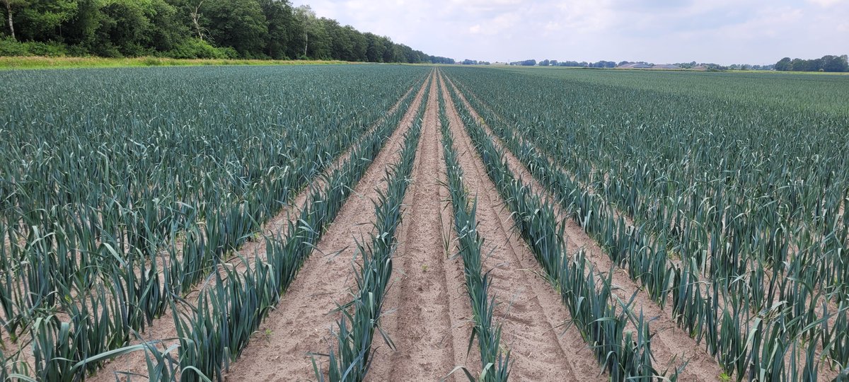 PirecoBV's tweet photo. De #omstandigheden van de afgelopen maanden zijn op zijn zachtst gezegd #uitdagend geweest. Dat is in veel gevallen niet ten goede gekomen aan de #beworteling en #gezondheid van de planten. #Folisec en #Stimuter kunnen de plant hierbij helpen.
https://t.co/aQu3CbZvDe https://t.co/oQQckN7JZ7