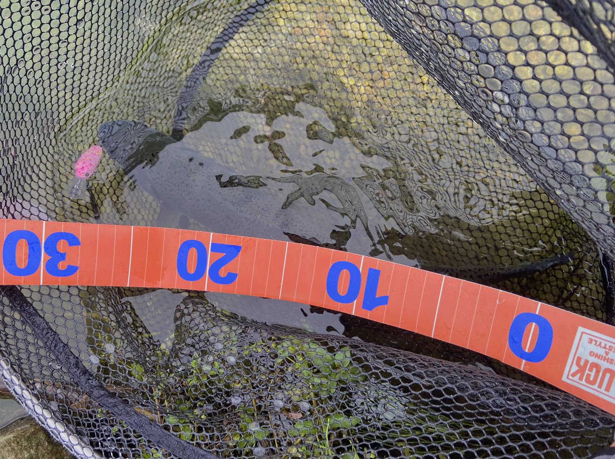 SQAizm1987's tweet photo. 高島屋ピンクなルアーたちも使いたくてちょっとだけ高島の泉にも。
やっぱりカラフルホイップシリーズ強い！リバースサクラミソも好反応！
強風もありスプーンは迷走。表層ゲームもチャレンジしてみたけど撃沈。管釣りまだよくわからない

#B_GROUND #FishHook
#ディープクラピー #高島の泉 https://t.co/CtXb1HJumx