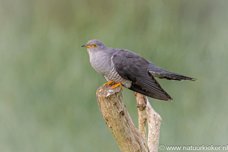 Een foto van een aantal dagen geleden, te mooi deze koekoek om niet nog even te laten zien <a href="/natuurkieker/">natuurkieker Coby</a> #natuurbeleving #Drenthe