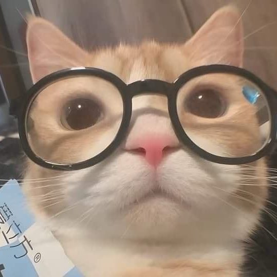 Boomshakallaka2's tweet photo. Luke Davis as a cat - a thread :
#nerdproject https://t.co/RfnvkMSjls