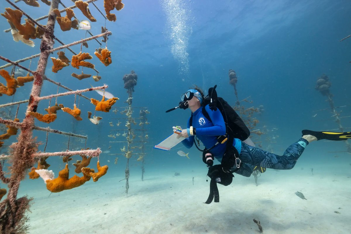 Jessica Aldred (@j_aldred) on Twitter photo Congrats to <a href="/jadlerphoto/">Jennifer Adler</a> who won the climate category of the Earth Photo 2024 for this shot of a scientist inspecting healthy corals in a nursery - from a <a href="/pulitzercenter/">Pulitzer Center</a> <a href="/Ocean_ORN/">Ocean Reporting Network (ORN)</a> -supported project by <a href="/BenjiSJones/">Benji Jones</a> for <a href="/voxdotcom/">Vox</a> on efforts to restore Florida’s ailing reefs Congrats to <a href="/jadlerphoto/">Jennifer Adler</a> who won the climate category of the Earth Photo 2024 for this shot of a scientist inspecting healthy corals in a nursery - from a <a href="/pulitzercenter/">Pulitzer Center</a> <a href="/Ocean_ORN/">Ocean Reporting Network (ORN)</a> -supported project by <a href="/BenjiSJones/">Benji Jones</a> for <a href="/voxdotcom/">Vox</a> on efforts to restore Florida’s ailing reefs