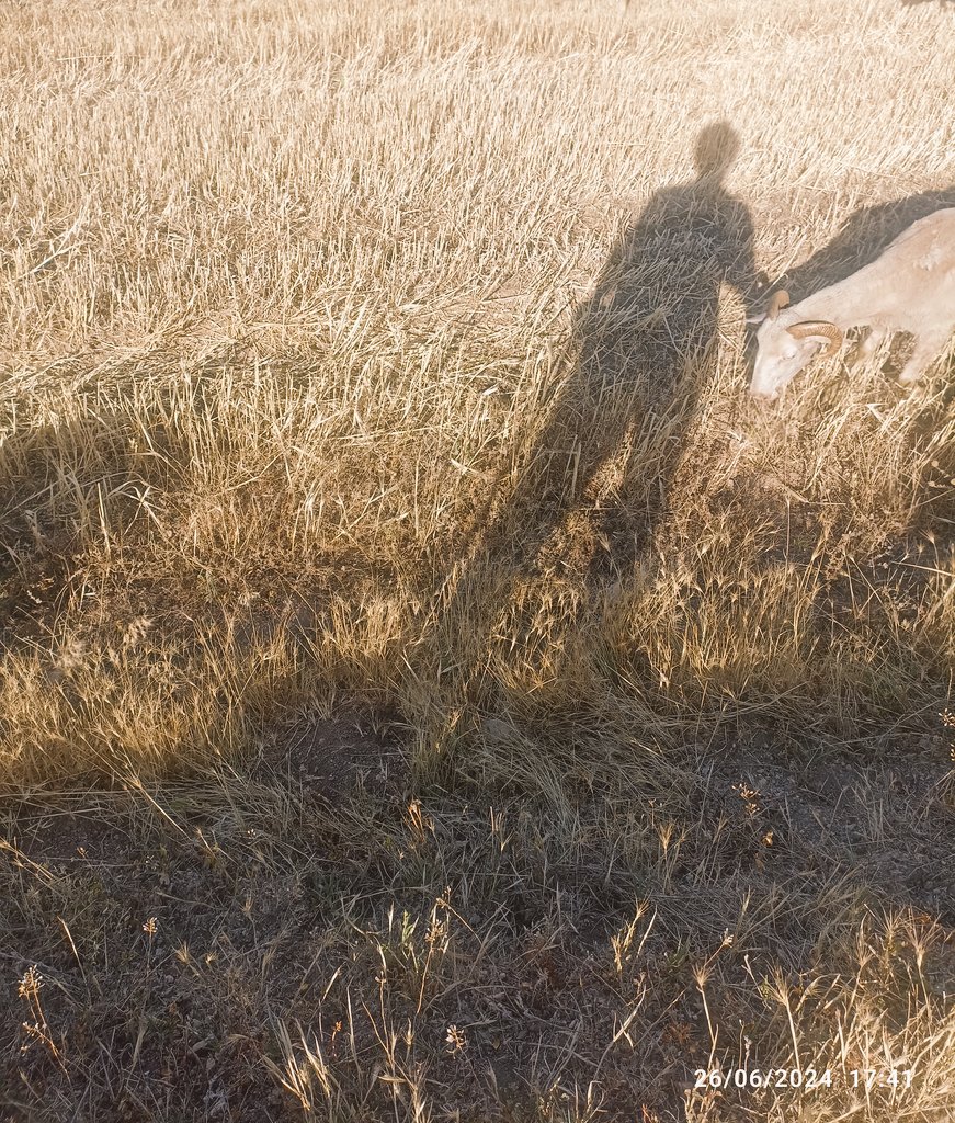 Son koyun bükücünüz ayağınıza geldi 😂😂 harmanda iş desen var iş desen var iş ...😒🥴