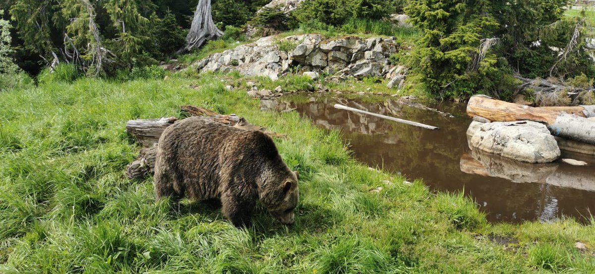CanUrolAssoc's tweet photo. Are we having fun yet? 😎 it doesn't get more Canadian than this 🇨🇦 #bearsighting ! 🐻 #EAUCUAexchangeprogram @UBC
#CUA24 @Uroweb
@Nicp85Pavan @MarkoVu78943666 @m_irfandonmez https://t.co/g3LXGVvjnQ