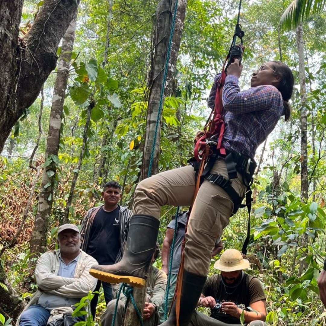 WCS_Mesoamerica's tweet photo. 🐆Inicia monitoreo con cámaras trampa en la #Moskitia de #Honduras para evaluar jaguares, jagüillas, pajuiles y tapires, como parte del #FondodePaisajesBiodiversos. 

El objetivo es obtener mejores datos para acciones de conservación. 

📸¡Síguenos para conocer los hallazgos! https://t.co/XOzCvnVs50
