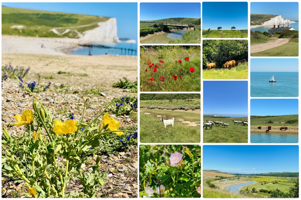 marcthevet's tweet image. Midweek 8-mile stroll on Downs along #Cuckmere, from #Litlington to #SouthBarn &amp;amp; back. So much wildlife incl. buzzards, little egrets, skylarks, swans, finches, geese, herons, pintail, yellow horned poppies, plus a fair few gatekeeper &amp;amp; marbled white butterflies too! #SouthDowns