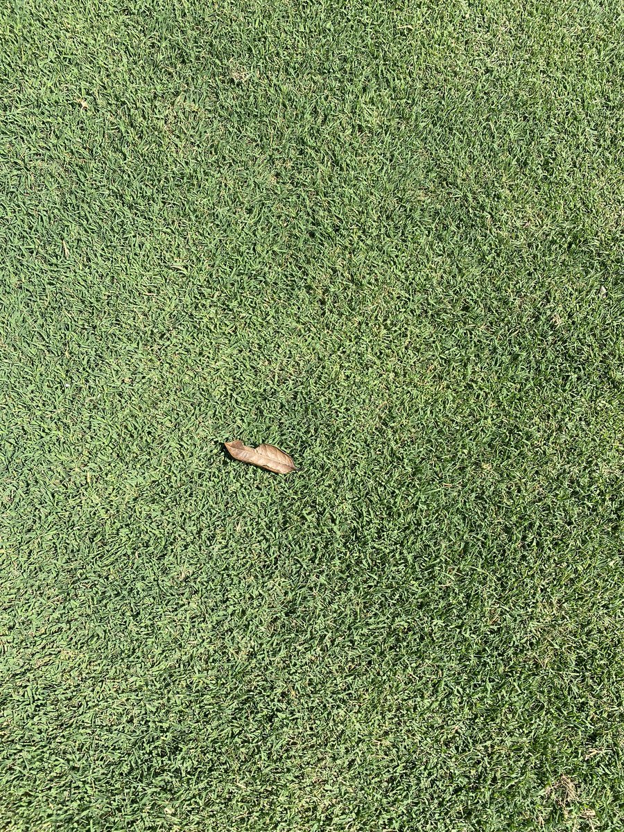 <a href="/Tahoma31Bermuda/">Tahoma 31</a> sprigged by <a href="/CarolinaGreenCo/">Carolina Green</a> 5 weeks ago. This stuff is absolutely insane!  🤯