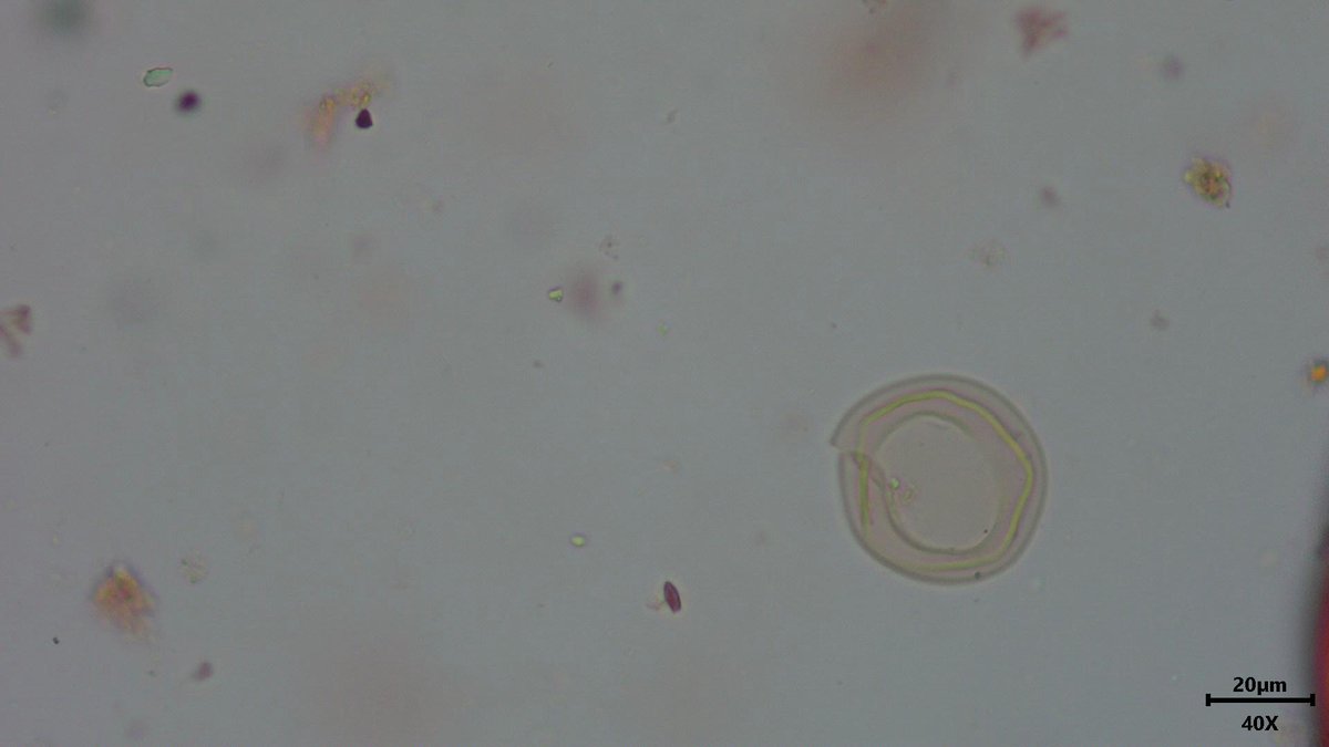 Tom Hill tweet media