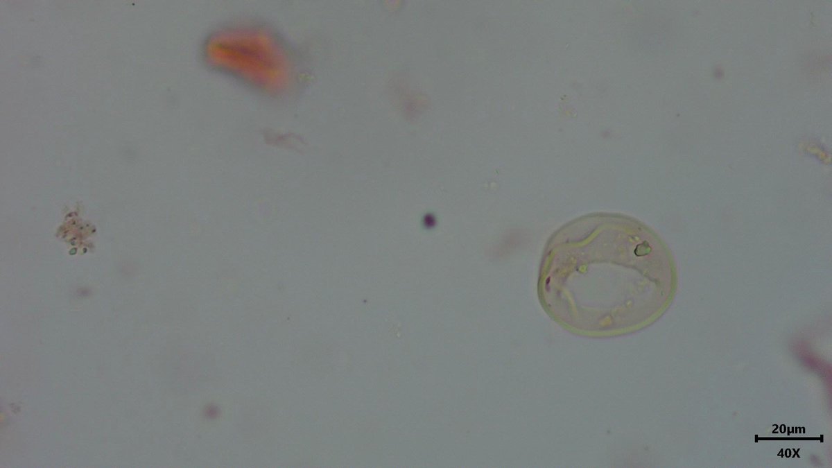 Tom Hill tweet media