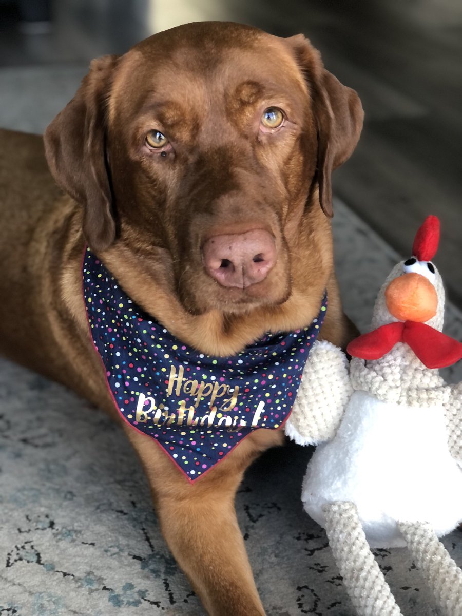 Rubydoobydog's tweet image. Pals, it mine burfsday! Me is 5.