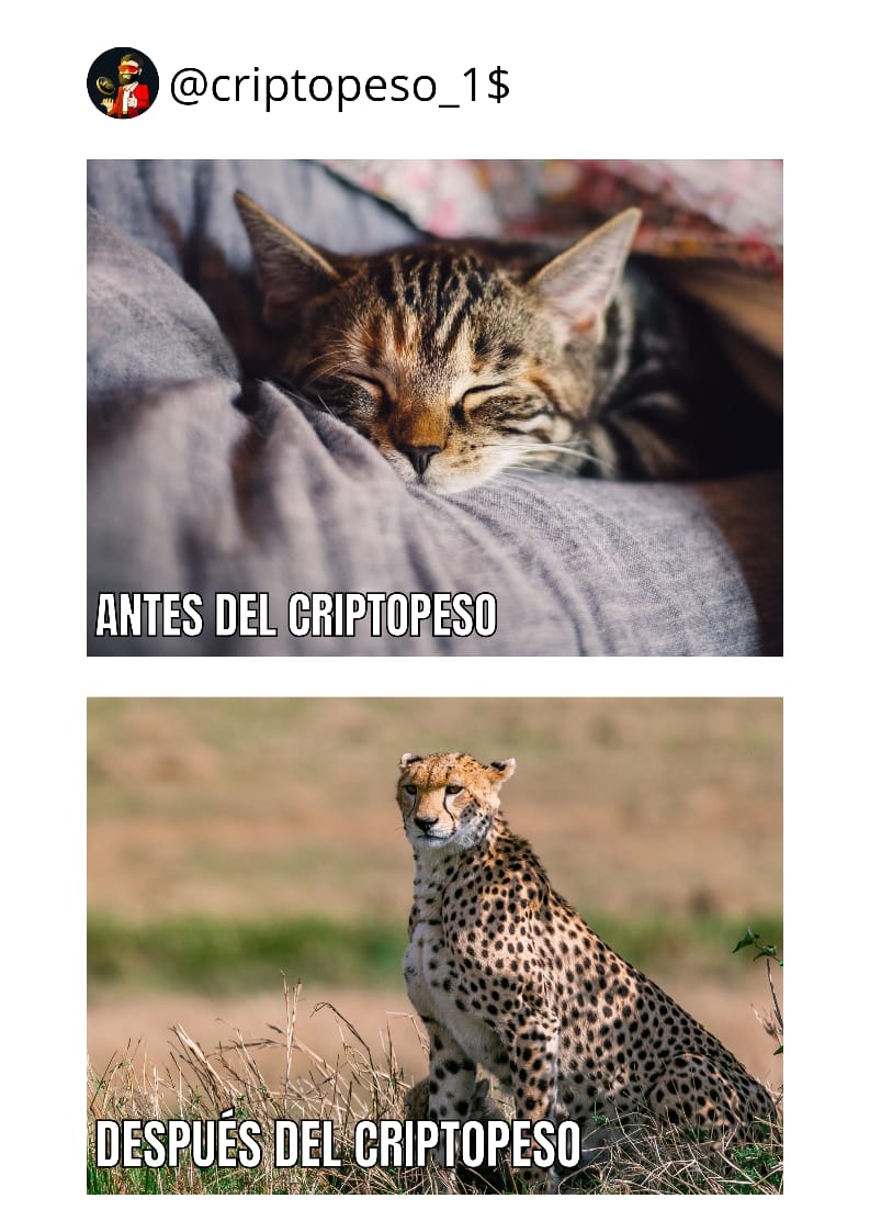 Angelgb_17's tweet photo. ¡El gatico de mi esposa al invertir en Cryptopeso! Don felino ☘️💰

@newmanperezcrp #CopaAmèrica https://t.co/AxVfRwQ5Ej