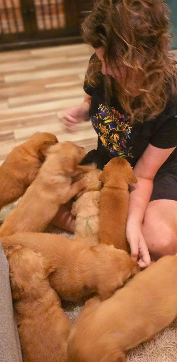 MonticelloRanch's tweet photo. Ignore the bed head, she had just woken up, but this is the greeting Maren gets every morning. Nothing better than a lap full of happy puppies to start your day!! https://t.co/OVRldD6B9L