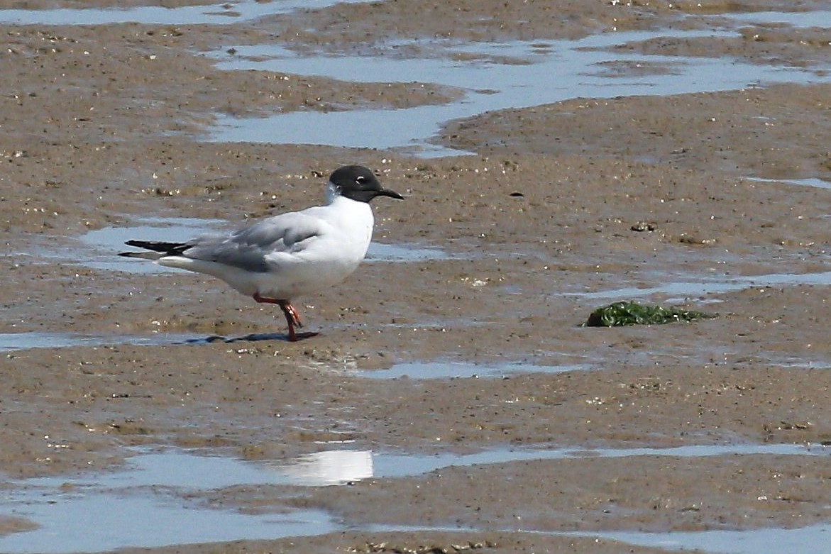 mikehook51's tweet photo. Yesterday morning I paid a visit to Oare for the Bonaparte's Gull now returned for its 12th year @KentWildlife @KentishPlover https://t.co/6X0ZZ8g6d1