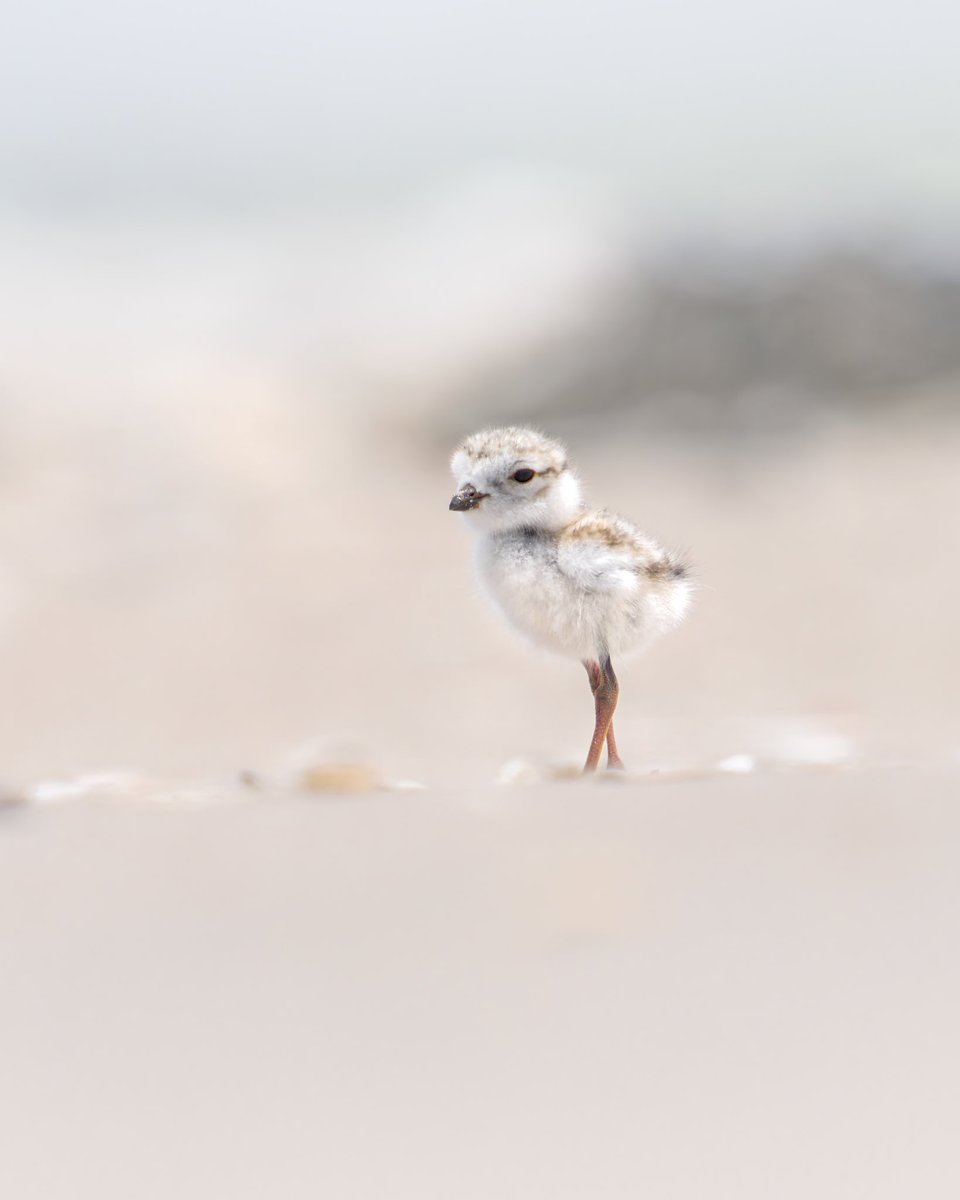 NYC Plover Project tweet media