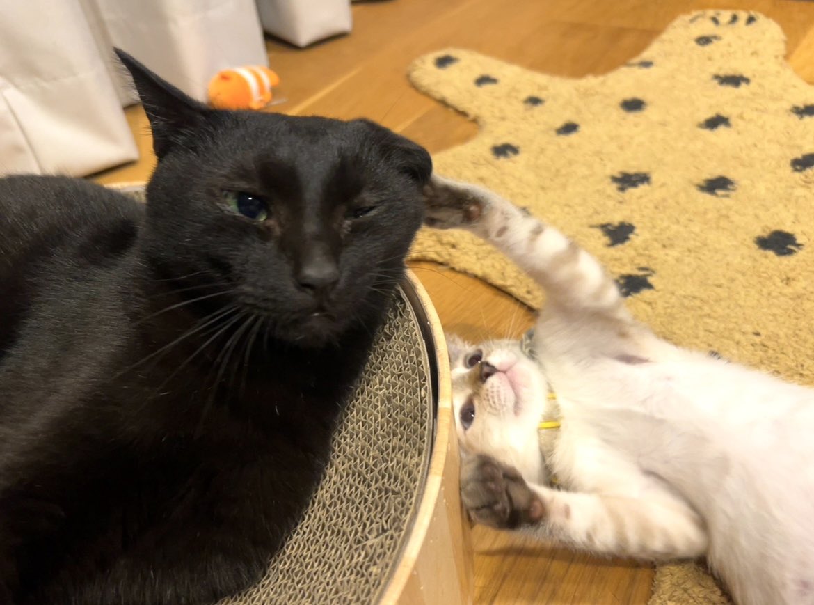 pekerokusuke07's tweet photo. てぇてぇなぁ https://t.co/CoCfPScLkz